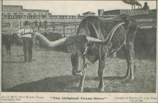 Texas Steer 1937